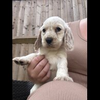 Cocker Spaniel (Working &amp; Show) - Both