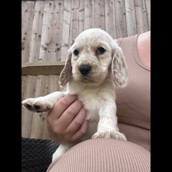 Cocker Spaniel (Working &amp; Show) - Both