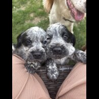Cocker Spaniel (Working &amp; Show) - Both