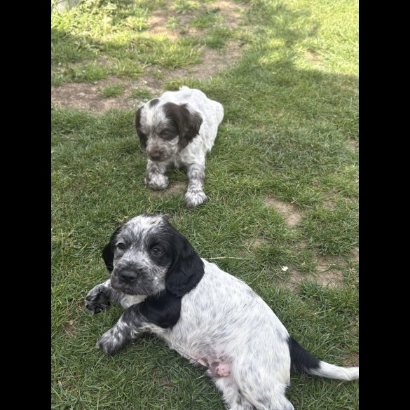 Cocker Spaniel (Working &amp; Show) - Both