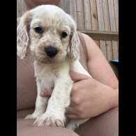 Cocker Spaniel (Working &amp; Show) - Both