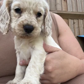 Cocker Spaniel (Working &amp; Show) - Both