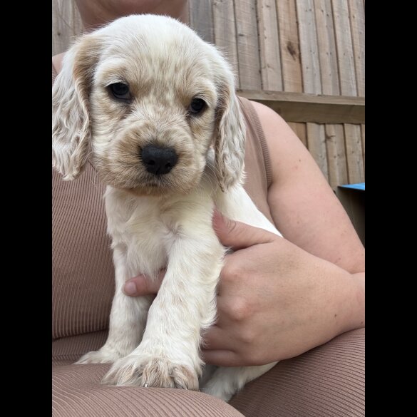 Cocker Spaniel (Working &amp; Show) - Both