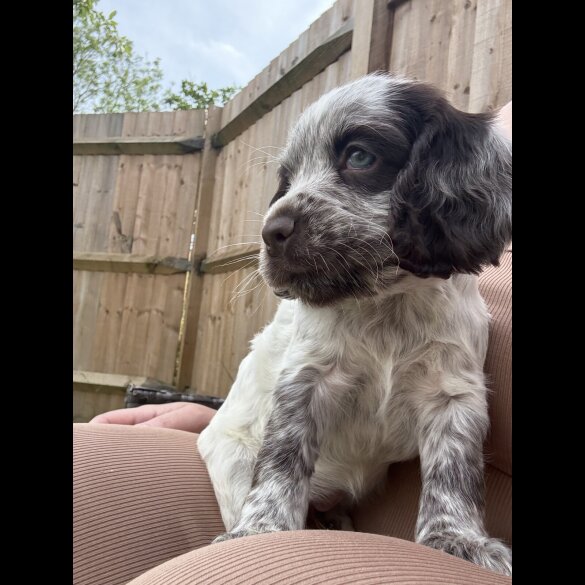 Cocker Spaniel (Working &amp; Show) - Both