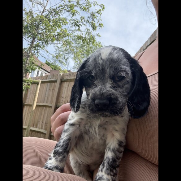 Cocker Spaniel (Working &amp; Show) - Both
