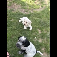 Cocker Spaniel (Working &amp; Show) - Both