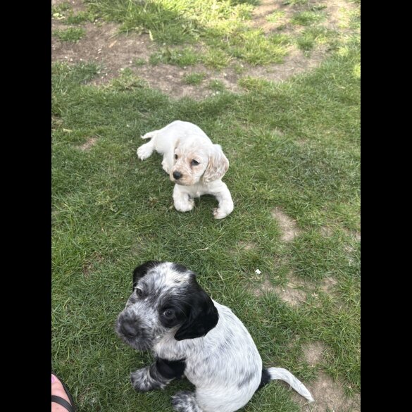 Cocker Spaniel (Working &amp; Show) - Both