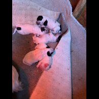 Cocker Spaniel (Working &amp; Show) - Both