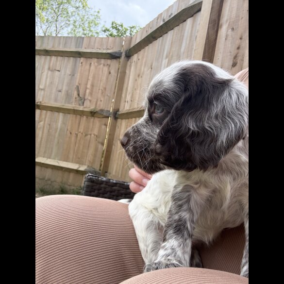 Cocker Spaniel (Working &amp; Show) - Both