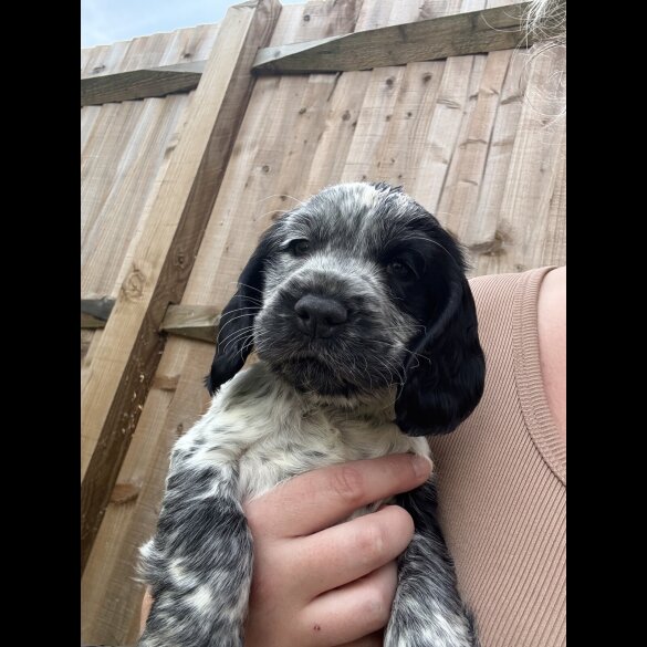 Cocker Spaniel (Working &amp; Show) - Both