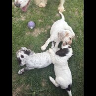 Cocker Spaniel (Working &amp; Show) - Both