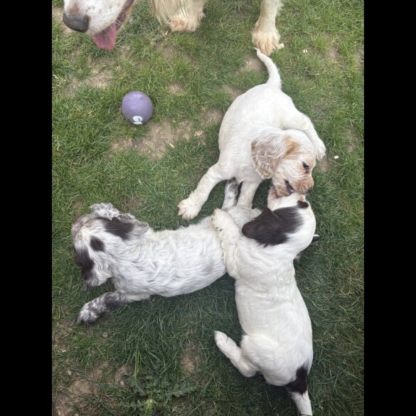 Cocker Spaniel (Working &amp; Show) - Both