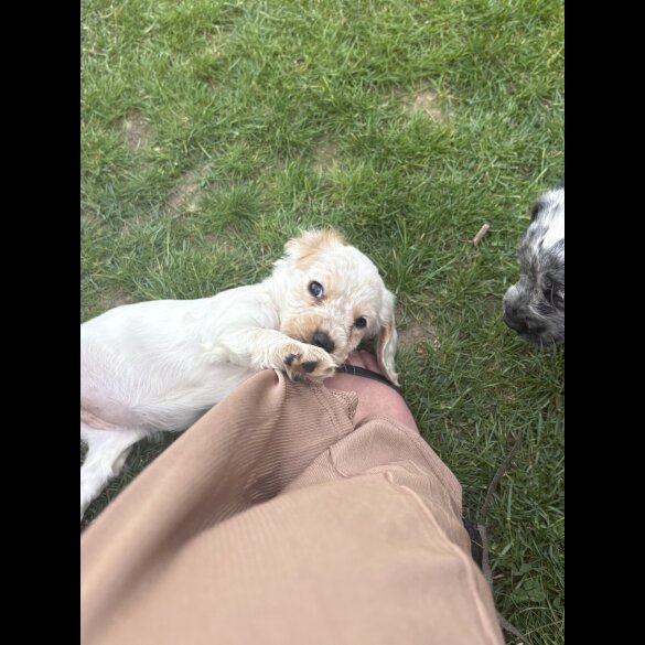 Cocker Spaniel (Working &amp; Show) - Both