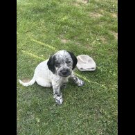 Cocker Spaniel (Working &amp; Show) - Both