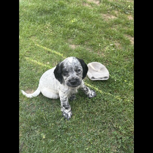 Cocker Spaniel (Working &amp; Show) - Both