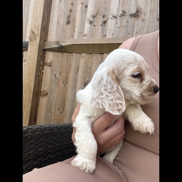 Cocker Spaniel (Working &amp; Show) - Both