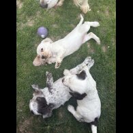 Cocker Spaniel (Working &amp; Show) - Both