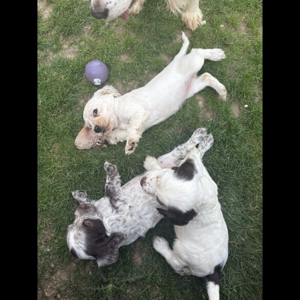 Cocker Spaniel (Working &amp; Show) - Both