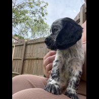 Cocker Spaniel (Working &amp; Show) - Both