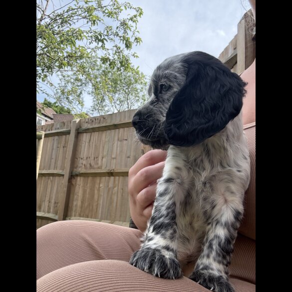 Cocker Spaniel (Working &amp; Show) - Both