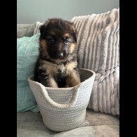 German Shepherd (Alsatian) - Both