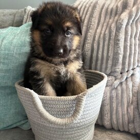 German Shepherd (Alsatian) - Both