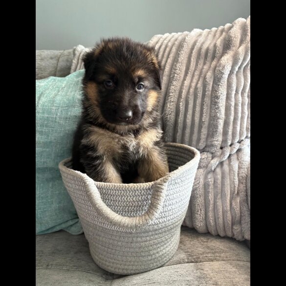 German Shepherd (Alsatian) - Both
