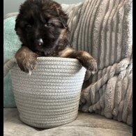 German Shepherd (Alsatian) - Both