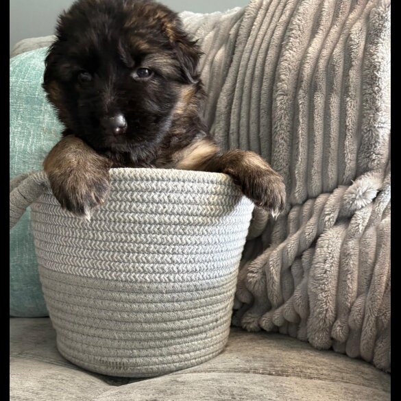 German Shepherd (Alsatian) - Both