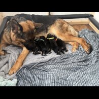 German Shepherd (Alsatian) - Both