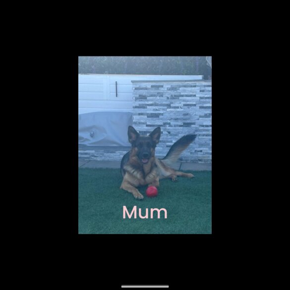 German Shepherd (Alsatian) - Both