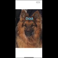 German Shepherd (Alsatian) - Both