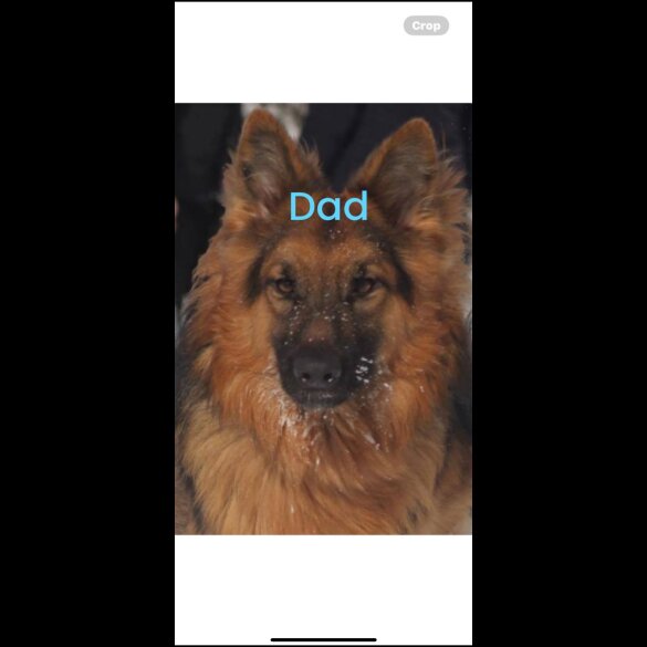 German Shepherd (Alsatian) - Both