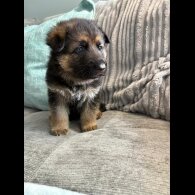 German Shepherd (Alsatian) - Both