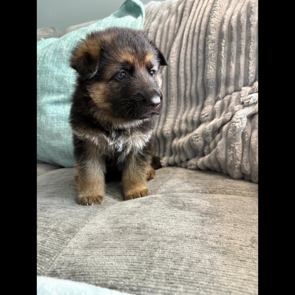 German Shepherd (Alsatian) - Both