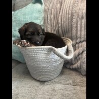 German Shepherd (Alsatian) - Both