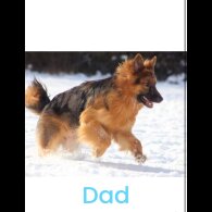 German Shepherd (Alsatian) - Both