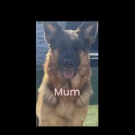German Shepherd (Alsatian) - Both
