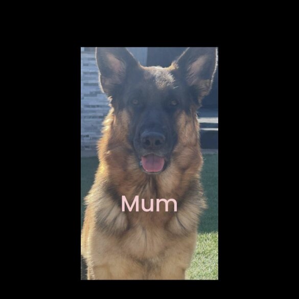 German Shepherd (Alsatian) - Both