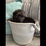 German Shepherd (Alsatian) - Both