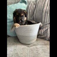 German Shepherd (Alsatian) - Both