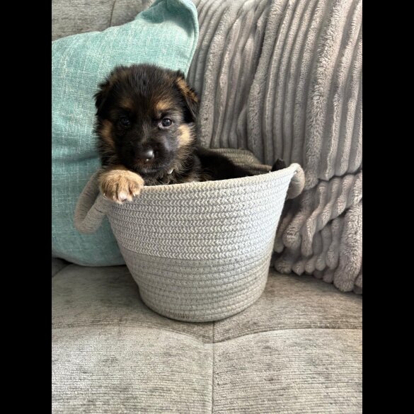 German Shepherd (Alsatian) - Both