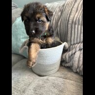 German Shepherd (Alsatian) - Both
