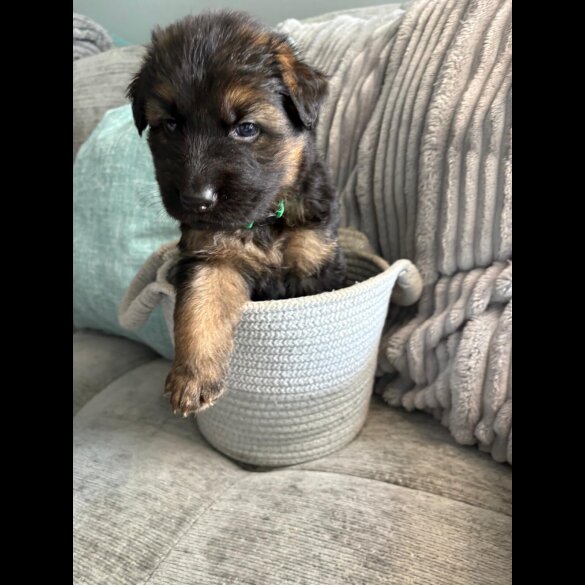 German Shepherd (Alsatian) - Both