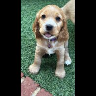Cocker Spaniel (Working &amp; Show) - Both