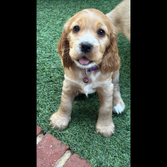 Cocker Spaniel (Working &amp; Show) - Both