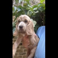 Cocker Spaniel (Working &amp; Show) - Both