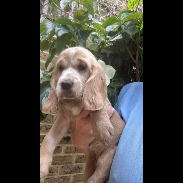 Cocker Spaniel (Working &amp; Show) - Both
