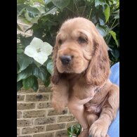 Cocker Spaniel (Working &amp; Show) - Both