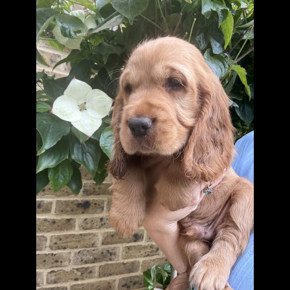 Cocker Spaniel (Working &amp; Show) - Both